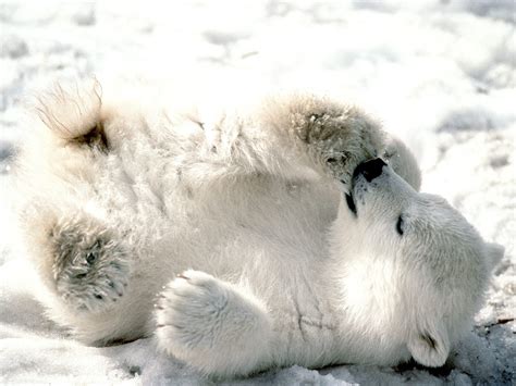 Baby Polar Bear Wallpapers Funny Animal