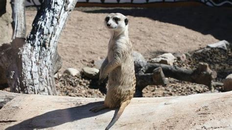Learn About Meerkats And Prairie Dogs At This Virtual Tucson Class Tomorrow