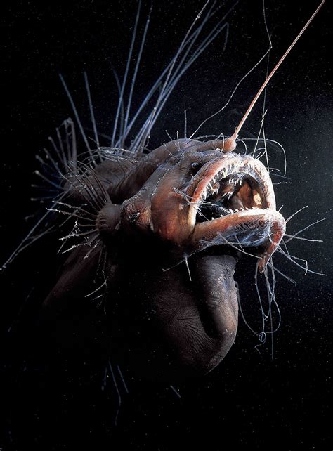Wallpaper Id 647053 Fangs Creepy Ocean Underwater Dark Fish