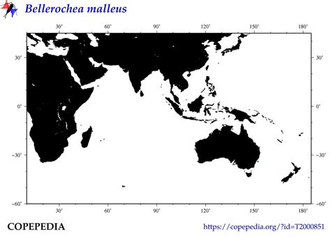 Copepedia Summary For Bellerochea Malleus T2000851 Species