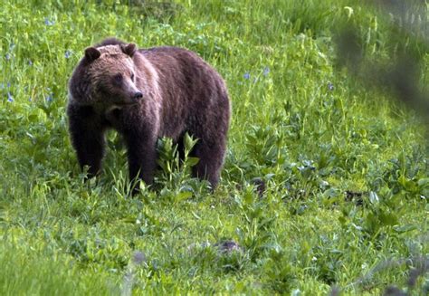 More Groups Sue Over Yellowstone Grizzly Bear Protections The
