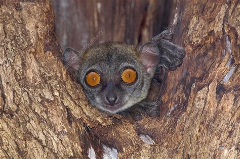 Northern Sportive Lemur Stock Image Z9060077 Science Photo Library