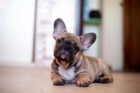 How Much Do French Bulldog Puppies Cost The Pet Town