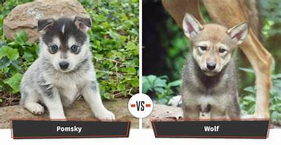 Dogs Wolves Dog Pomsky Wolf Breeds Husky