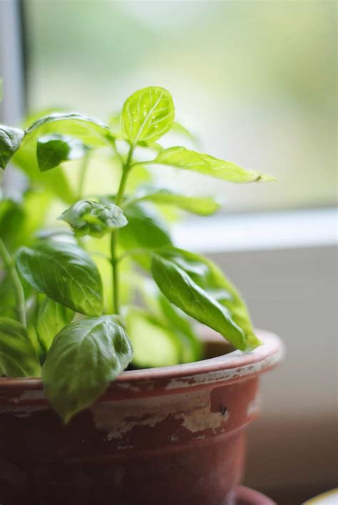 The hardest part of planting an herb garden is choosing which ones to grow. How to Start a Hydroponic Herb Garden in Your Kitchen ...