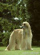 現存的最古老的獵犬犬種之——阿富汗獵犬 - 每日頭條