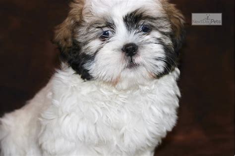See more ideas about shih tzu puppy, shih tzu, puppies. Otto: Shih Tzu puppy for sale near Sioux City, Iowa. | 11b1ef18-1fc1