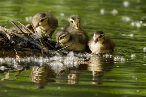 Wood Duck Babies Photograph By Mircea Costina Photography