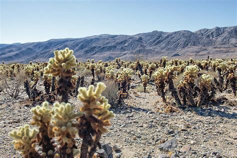 Cholla Garden Joshua Tree National Park California Photograph By