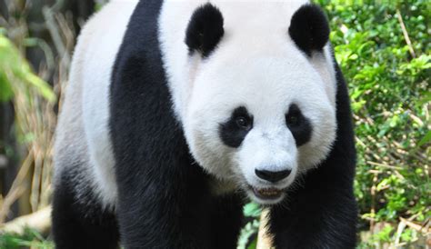 Giant Pandas Removed From Endangered Species List China News