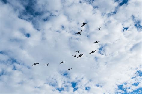 1080p Free Download Nature Birds Sky Clouds Hd Wallpaper Pxfuel