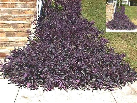 Plantfiles Pictures Tradescantia Purple Heart Purple Queen