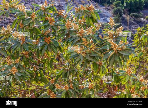 Eriobotrya Japonica árbol De Loquat En Blossom Fotografía De Stock Alamy