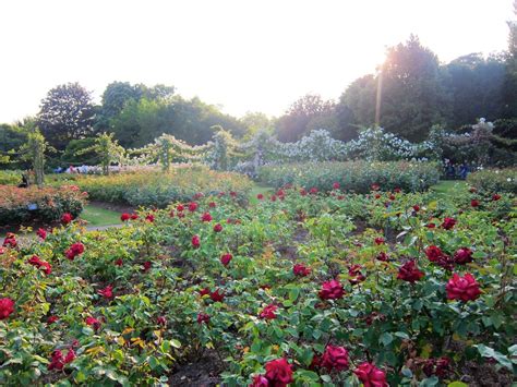 Regents Park Rose Garden London 09072013 Regents Park Flickr