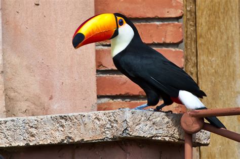 Toucan Parrot Bird Tropical 19 Wallpapers Hd Desktop And Mobile
