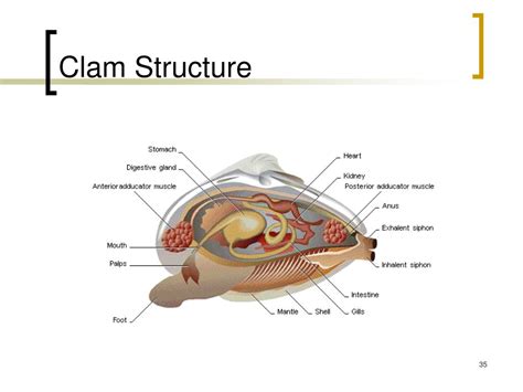 Ppt Mollusks And Annelids Powerpoint Presentation Free Download Id