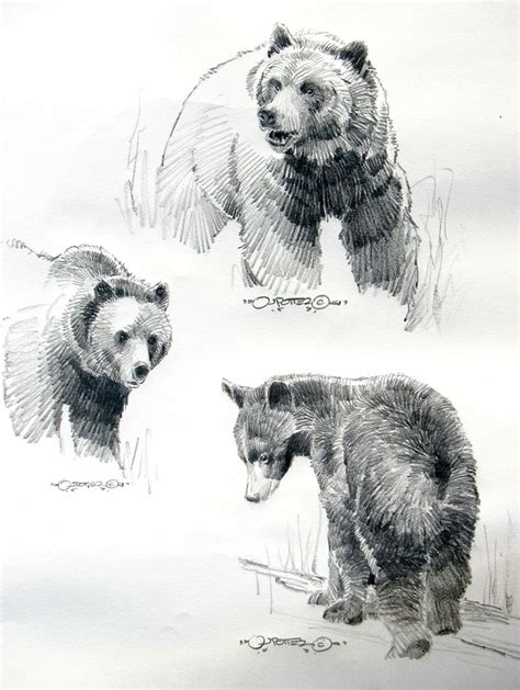 How to cute draw a bear step by step for beginner #bear. black bear head study | Bear Studies" | Ilustraciones de ...