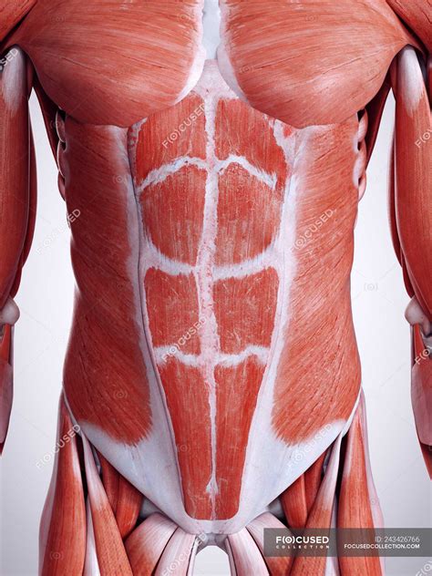 3d Reso Illustrazione Dei Muscoli Addominali Nel Corpo Umano — Atletica Presentazione Stock