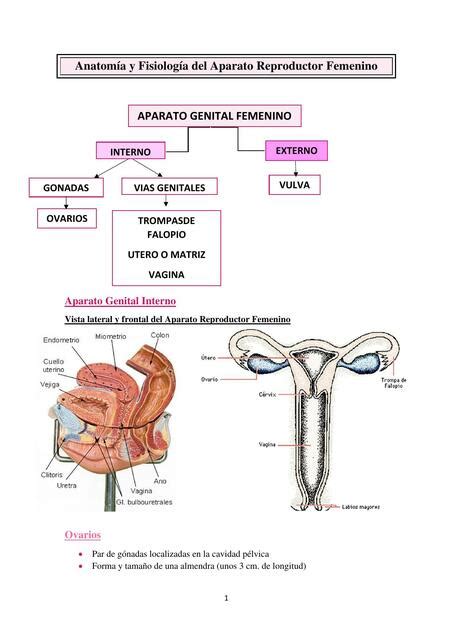 Anatomía Y Fisiología Del Aparato Reproductor Femenino