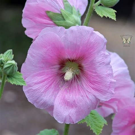 I have heard that typically they produce large footage and develop root systems their first year but i am concerned about how much foliage i have. Radiant Rose hollyhock | Perennials, Flower seeds, Flowers ...