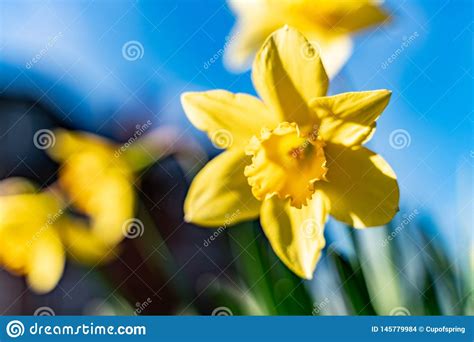 Selective Focus Of Blooming Daffodil Flower Against Blue Sky Background