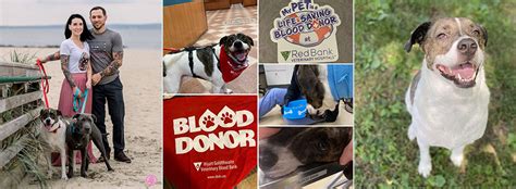 Can Dogs Donate Blood To Other Dogs