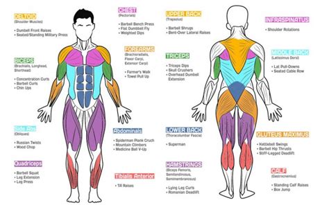 Which Are The Best Exercises For Each Muscle Group •