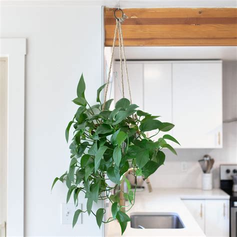 Where Should Hanging Plants Be Placed Expert Tips