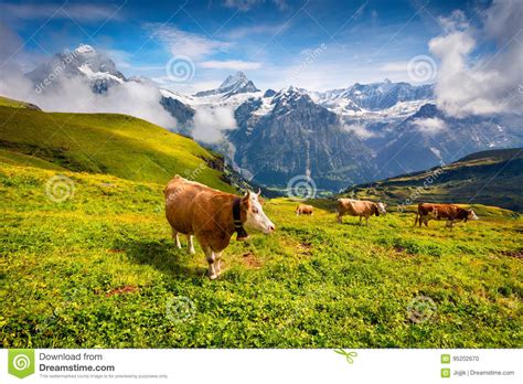 Cattle On A Mountain Pasture Stock Photo Image Of Landscape