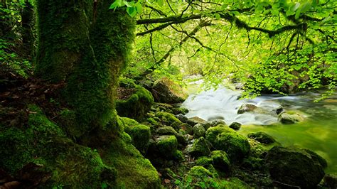 River Stream Surrounded By Green Algae Covered Rocks Stones Green