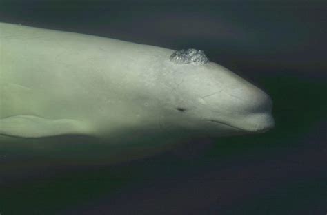 Ten Fun Facts About Beluga Whales Whale And Dolphin Conservation Usa