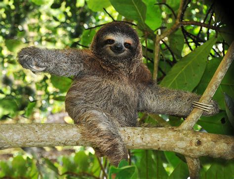 The Sloths Busy Inner Life The New York Times