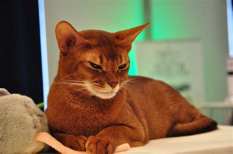 Abyssinian Cat Information And Cat Breed Facts Pets Feed