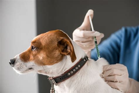 Dogs are commonly vaccinated against some or all of certain diseases. State vets to give free vaccinations after rabies hits ...