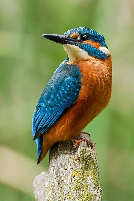 Kingfisher What A Great Start To 2015 To See A Kingfisher At