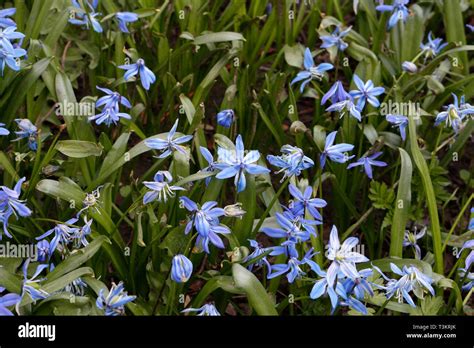 Siberian Squill Woodland Flowers Scilla Siberica Blue Flowers In