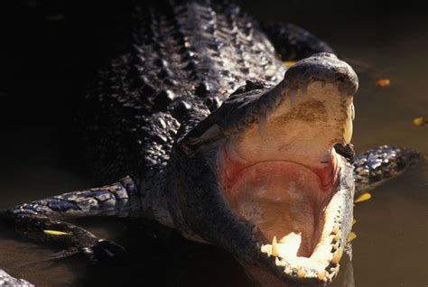 Adw Crocodylus Porosus Information