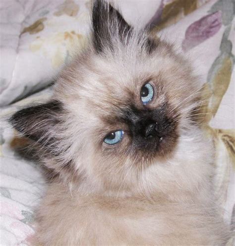 Sassy Face Himalayan Kitten Himalayan Kitten Fluffy Cat Breeds