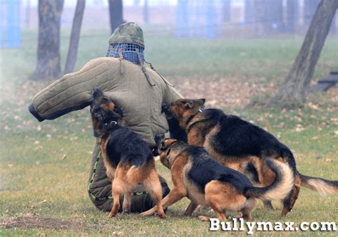 German Shepherd Police K 9 Attack Training German Shepherd Dogs