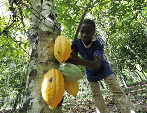 カカオ豆価格が3年半ぶりの高値、エボラの感染拡大不安で 写真1枚 国際ニュース：afpbb News