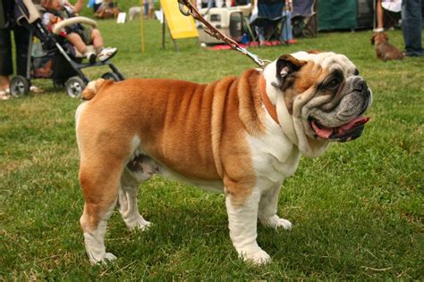 How To Properly Care For Your English Bulldog Hubpages