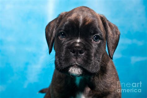 Little Boxer Dog Puppy Photograph By Doreen Zorn