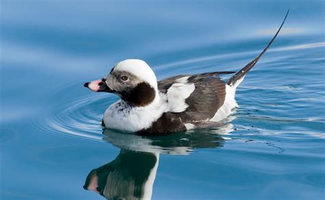 Northern Lights Photography Long Tailed Duck Havelle