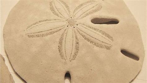How To Find And Preserve Sand Dollars Our Pastimes