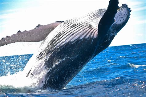 Blue Whale In Deep Ocean Largest Animal In Between Land Or Water