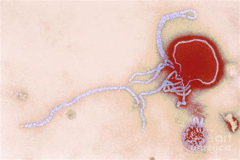 Parainfluenza Virus Photograph By Science Source Pixels