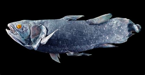 Coelacanths The Fish That Outdid The Loch Ness Monster Natural
