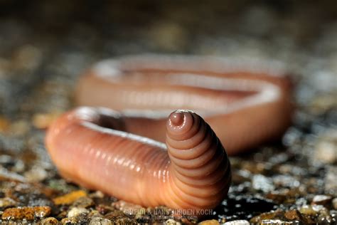 Common Earthworm Nightcrawler Lumbricus Terrestris Heidi And Hans