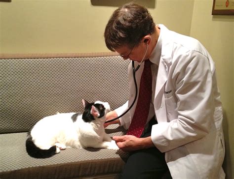 Animal Endocrine Clinic Radioiodine Treatment In Cats Patient