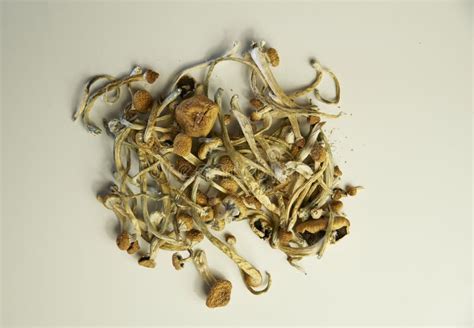 Dried Psilocybin Mushrooms Stock Photo Image Of Consciousness